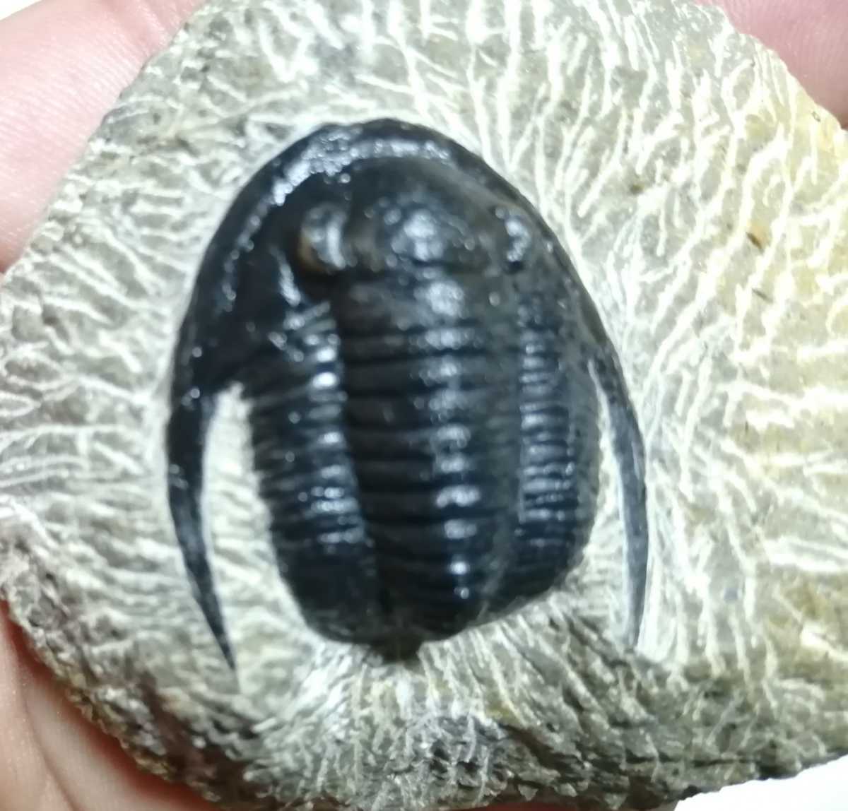 三葉虫 モロッコ産 cornuproetus cornutus (PH-1-36) (ウミユリ⁄ヒトデ