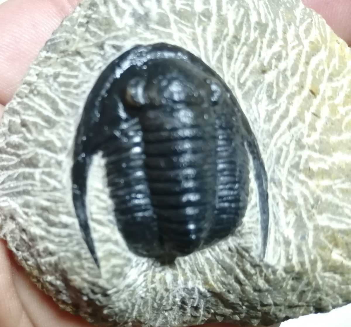 三葉虫 モロッコ産 cornuproetus cornutus (PH-1-36) (ウミユリ⁄ヒトデ 