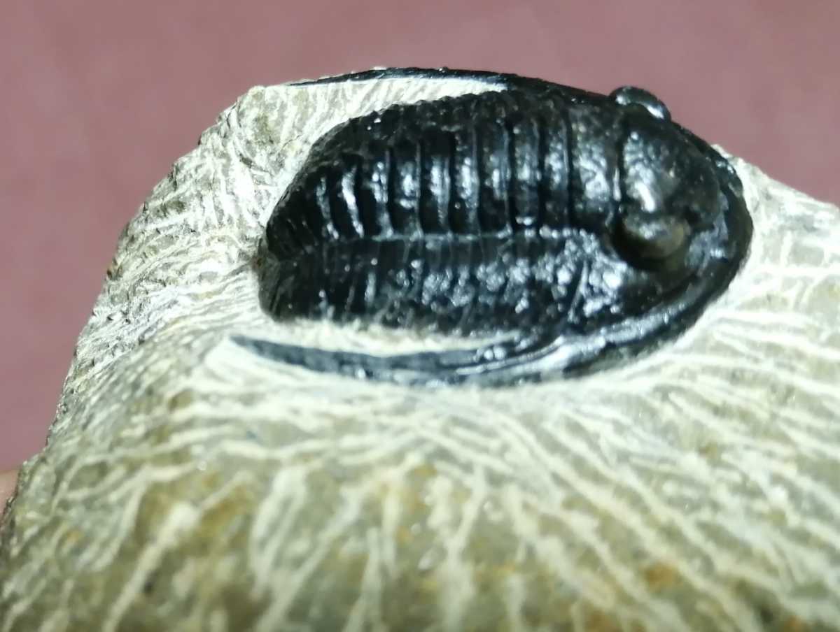 三葉虫 モロッコ産 cornuproetus cornutus (PH-1-36) (ウミユリ⁄ヒトデ 
