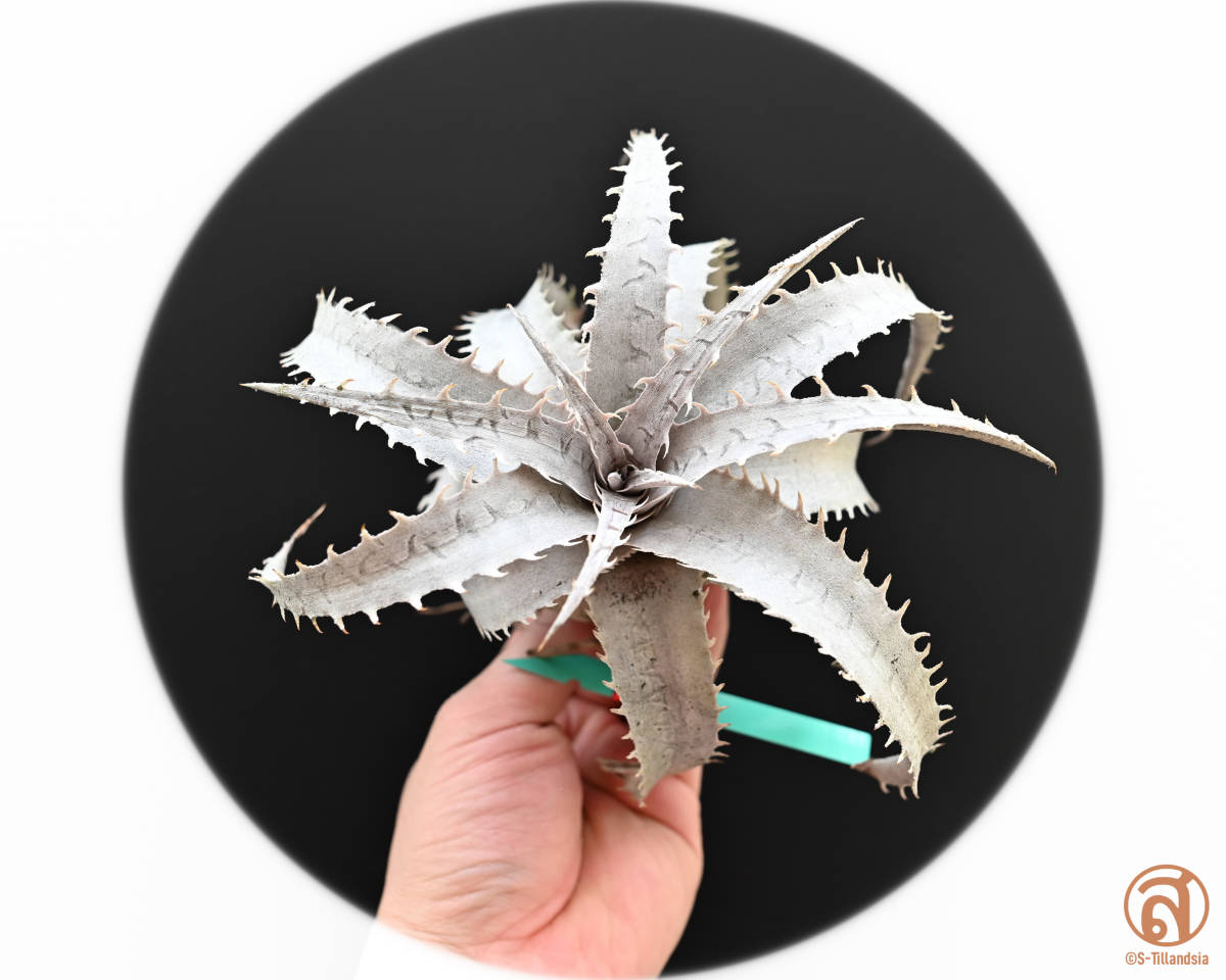 高品質，正規品 S-Dyckia -ディッキア-29-Goehringii new form x Marnier-lapostollei Giant Blue F1(アナナス)｜売買されたオークション情報、yahooの商品情報をアーカイブ公開 - オークファン アナナス