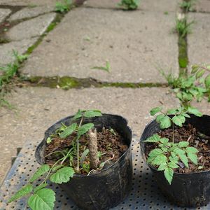 タラの芽 苗1株 Hi4wireless Com