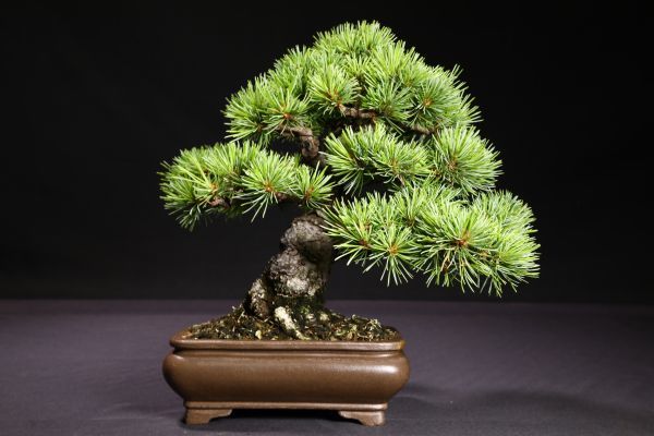 石井盆栽】樹高22㎝ 那須五葉松 鉢平成渡袋式段足長方鉢間口15㎝ 葉性
