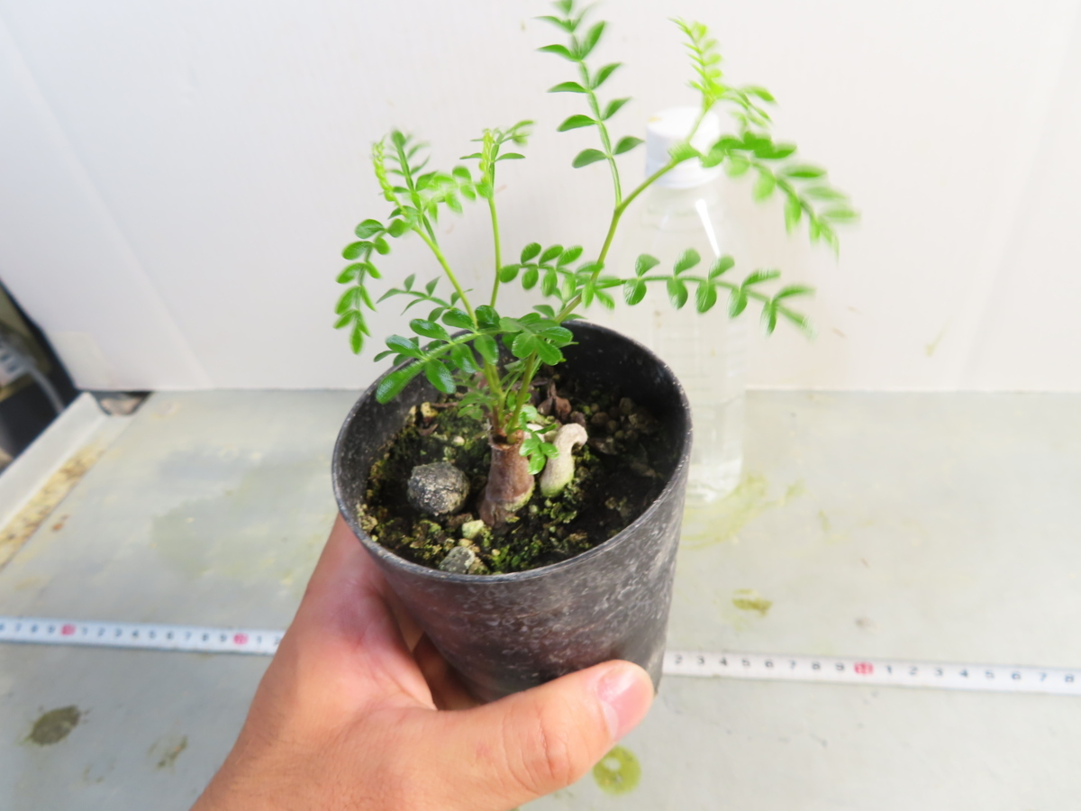 送料無料，人気 ア074 実生株 オペルクリカリア パキプス 3年株 種から発芽 Operculicarya pachypus 発芽復活株(観葉植物)｜売買されたオークション情報、yahooの商品情報をアーカイブ公開 - オークファン その他