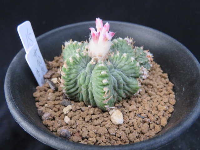 15．花籠 サボテン 多肉植物 サボテン 花籠 | 🌸✨「花籠」20年