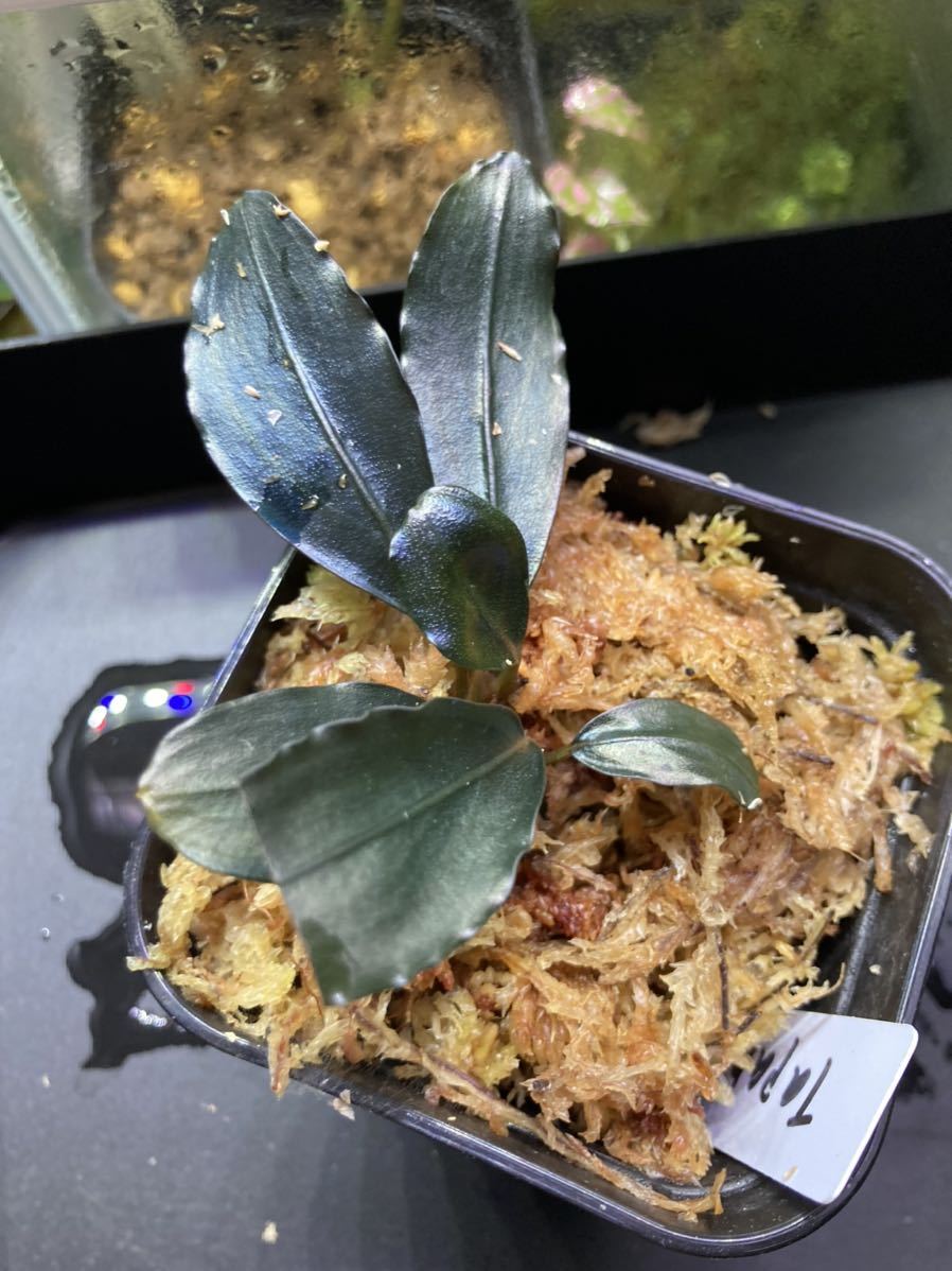 MF便 Bucephalandra sp. Tapanguri [MF0417-7A] ブセファランドラ 増殖