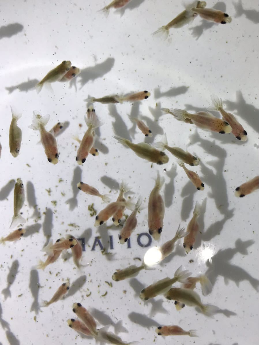 桜錦 稚魚25匹セット らんちゅう 当歳魚 その他 売買されたオークション情報 Yahooの商品情報をアーカイブ公開 オークファン Aucfan Com