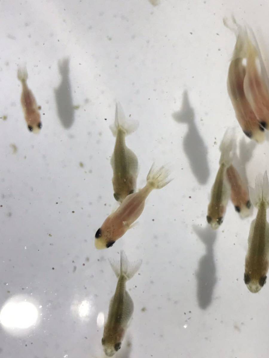 桜錦 稚魚25匹セット らんちゅう 当歳魚 その他 売買されたオークション情報 Yahooの商品情報をアーカイブ公開 オークファン Aucfan Com