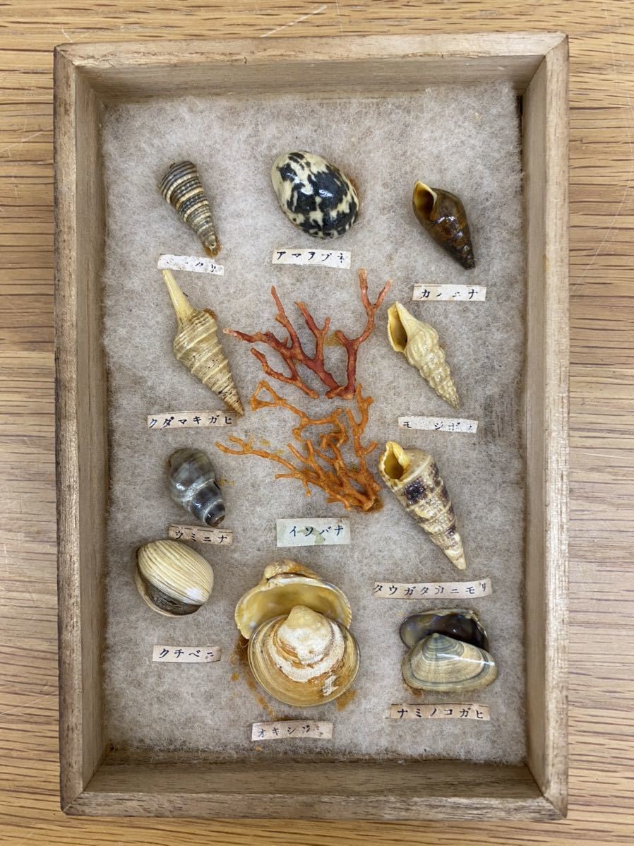 浦の錦 貝殻 標本 レトロ 箱入り コレクション ヴィンテージ 昭和