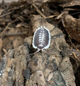 ワラジムシの値段と価格推移は 478件の売買情報を集計したワラジムシの価格や価値の推移データを公開