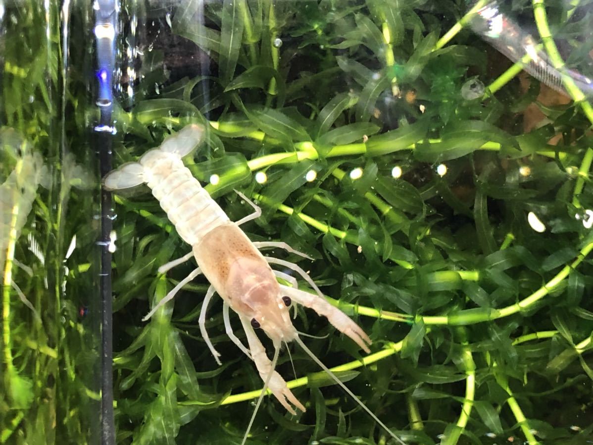 8 アクリルケース アクリル水槽 イモリ クリアケース コレクションケース ザリガニ プラケース メダカ 収納ケース 昆虫 爬虫類 透明 デポー コレクションケース