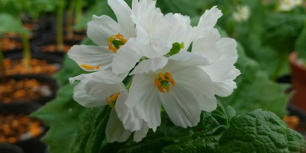 高品質の激安 100株 サンカヨウ 素掘り苗100株 春咲き山野草 スケルトンフラワー 23年開花見込み株 入荷済み 1oficioverde Com Br 高品質の激安 100株 サンカヨウ 素掘り苗100株 春咲き山野草 スケルトンフラワー 23年開花見込み株 入荷済み 1oficioverde Com Br
