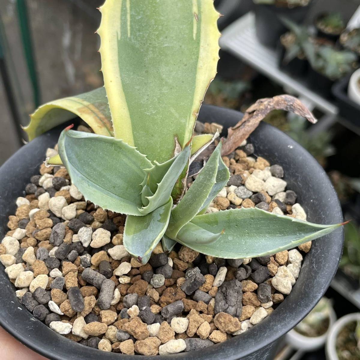 アガベ オバティフォリア オルカ | 多肉植物 0 公式通販 多肉植物