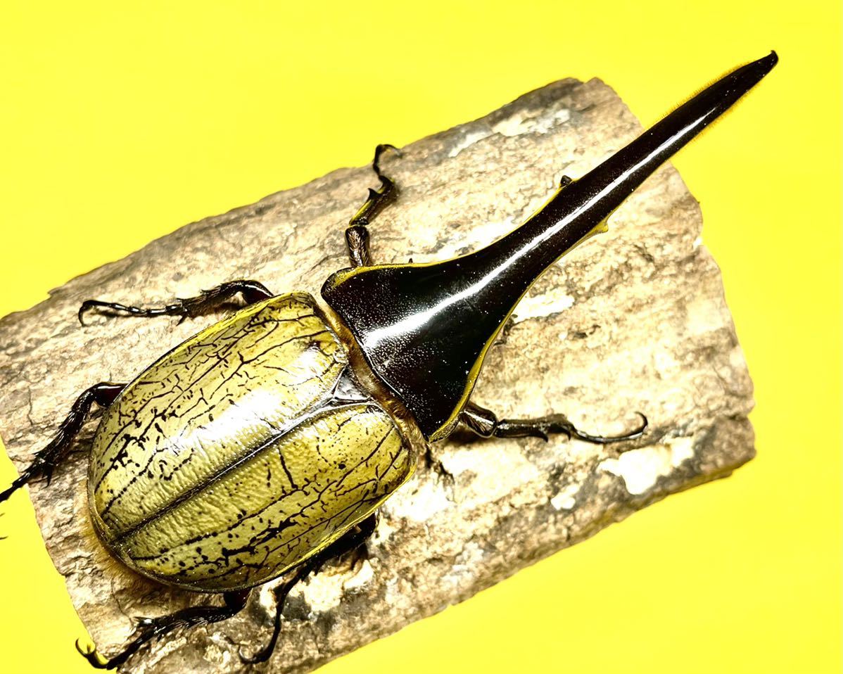 002ヘルクレスオオカブト 2026年最新ヘラクレスオオカブト(Hercules Beetle)の商品一覧