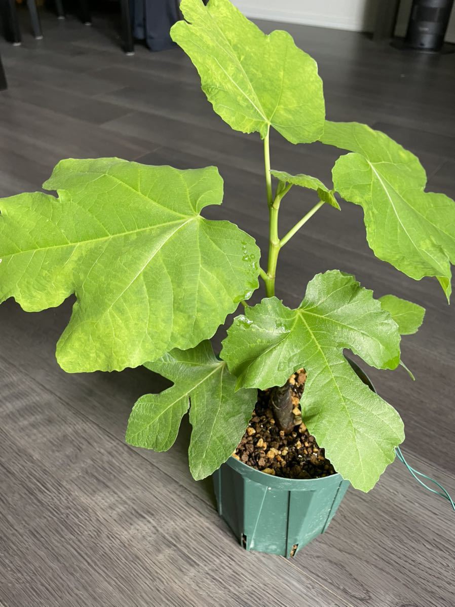 イチジクの苗木 パラチャル・リマダ ( Paratjal Rimada ) 【公式通販】