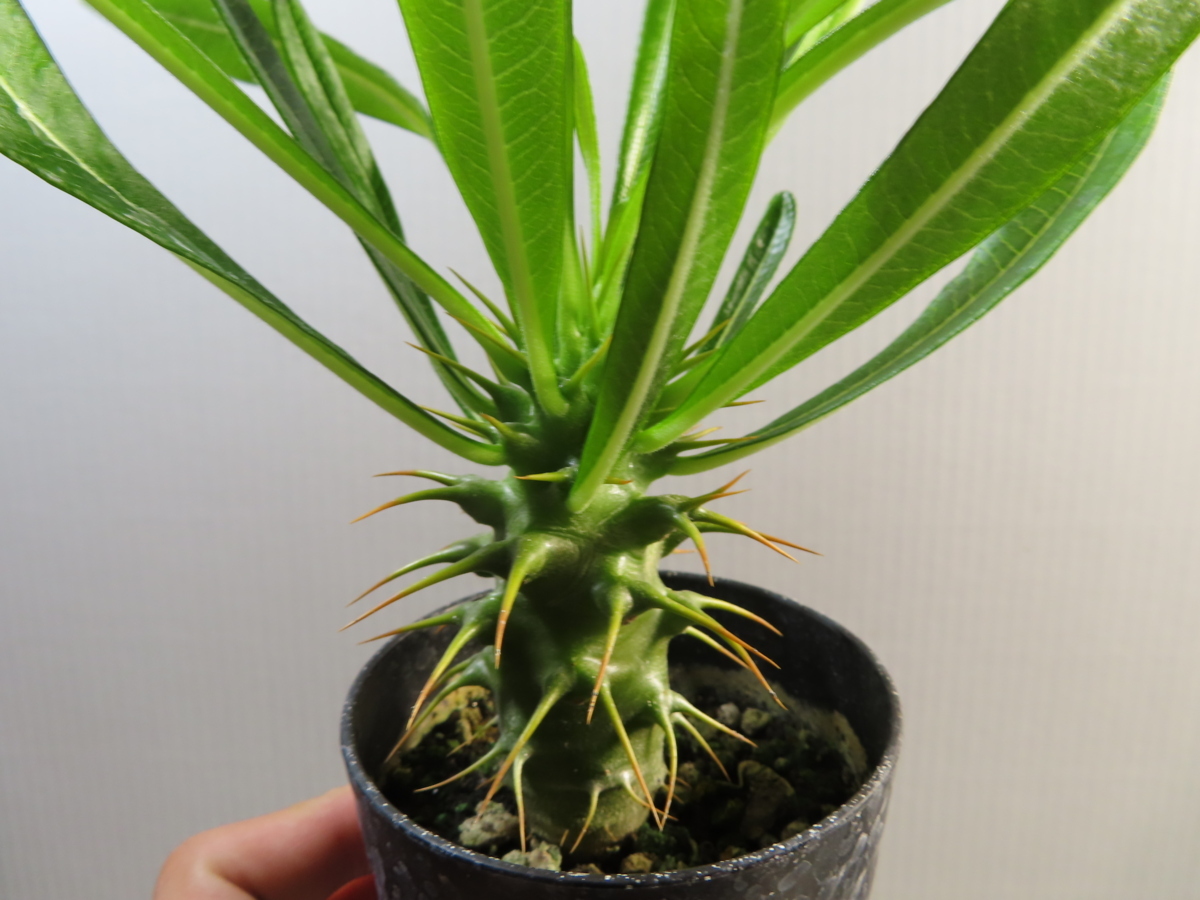 カ7447 「実生」パキポディウム アンボンゲンセ【塊根植物・有望株・種