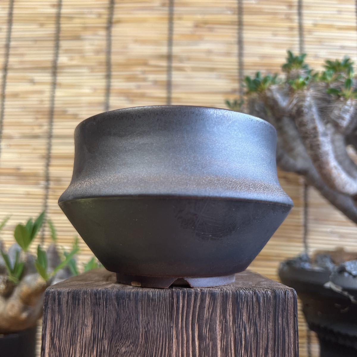 手作り 植木鉢 SSサイズ 検索（カタチ製作所 RLF 塊根植物