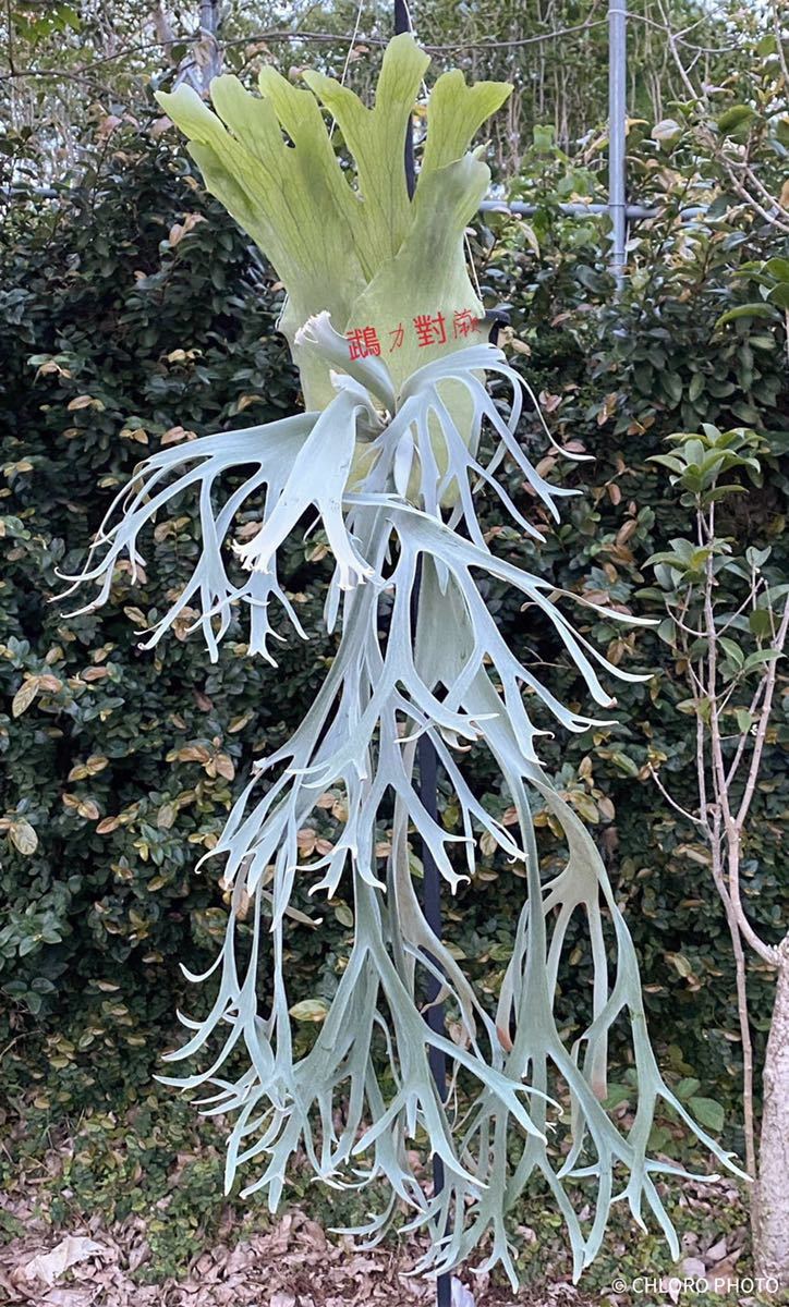 P.Willinckii Bogor Suddan ビカクシダ コウモリラン