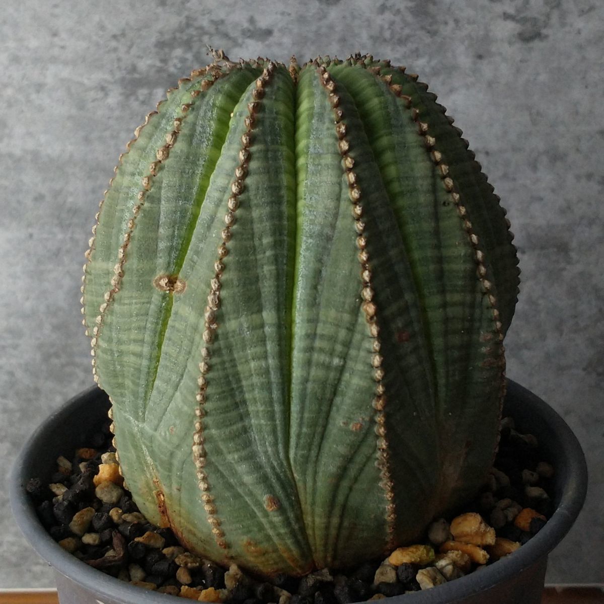 観葉植物 特大美株 ユーフォルビア オベサ Euphorbia obesa 2