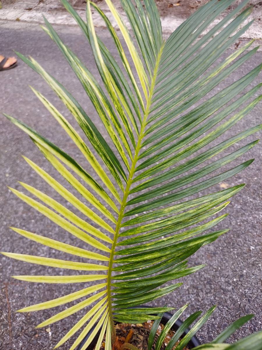 斑入り 羅紗葉 ソテツ ラシャバ Www Esyav Com