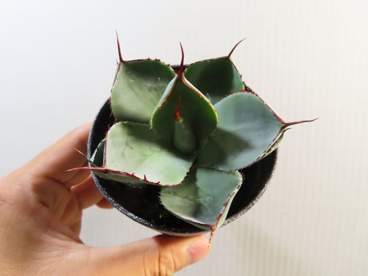 キ8281 「多肉植物」アガベ パリー トランカータ【有望株