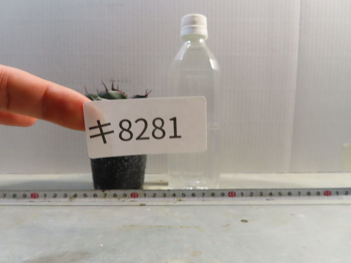 キ8281 「多肉植物」アガベ パリー トランカータ【有望株