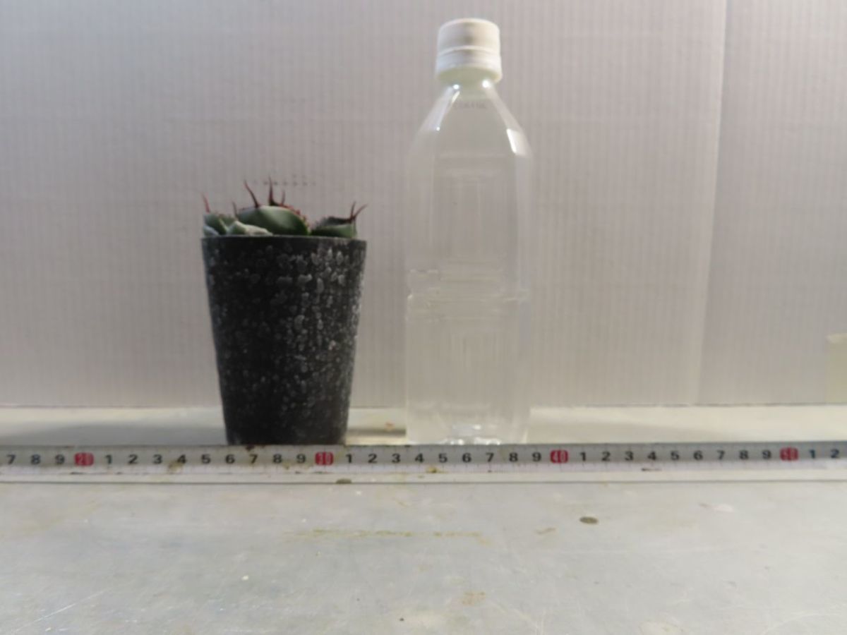 キ8281 「多肉植物」アガベ パリー トランカータ【有望株