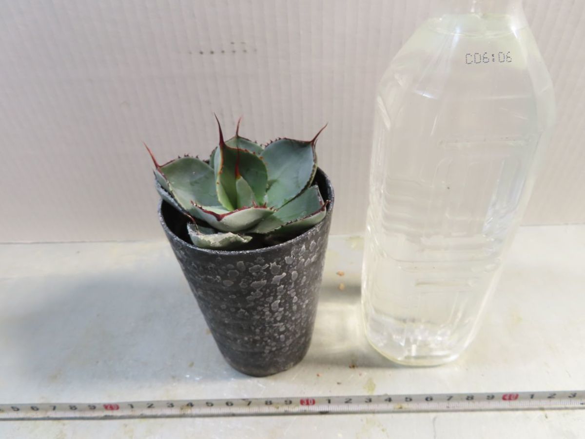 キ8281 「多肉植物」アガベ パリー トランカータ【有望株