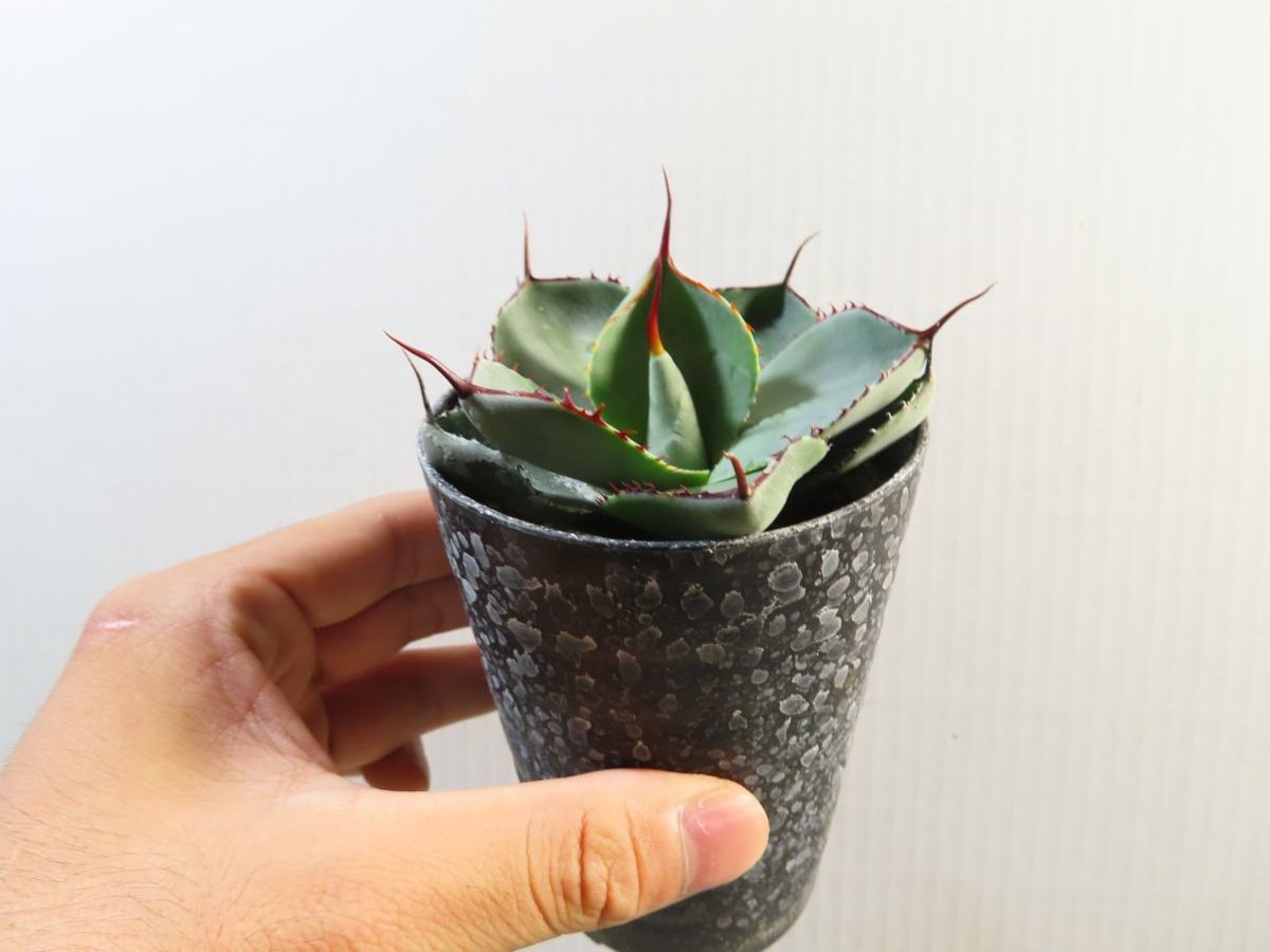 キ8281 「多肉植物」アガベ パリー トランカータ【有望株