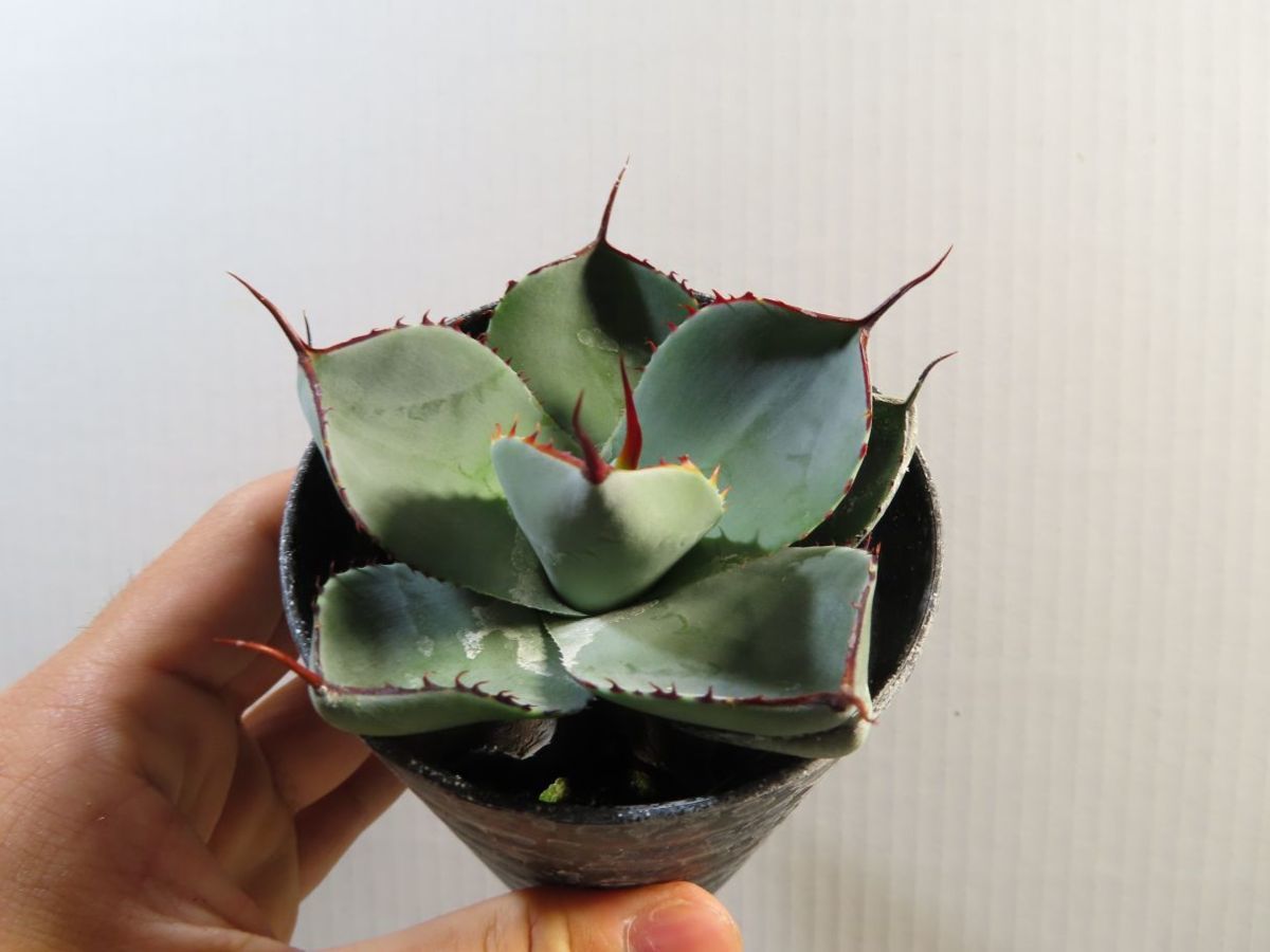 キ8281 「多肉植物」アガベ パリー トランカータ【有望株