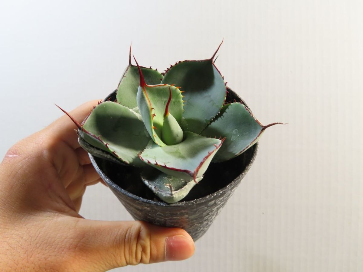 キ8281 「多肉植物」アガベ パリー トランカータ【有望株
