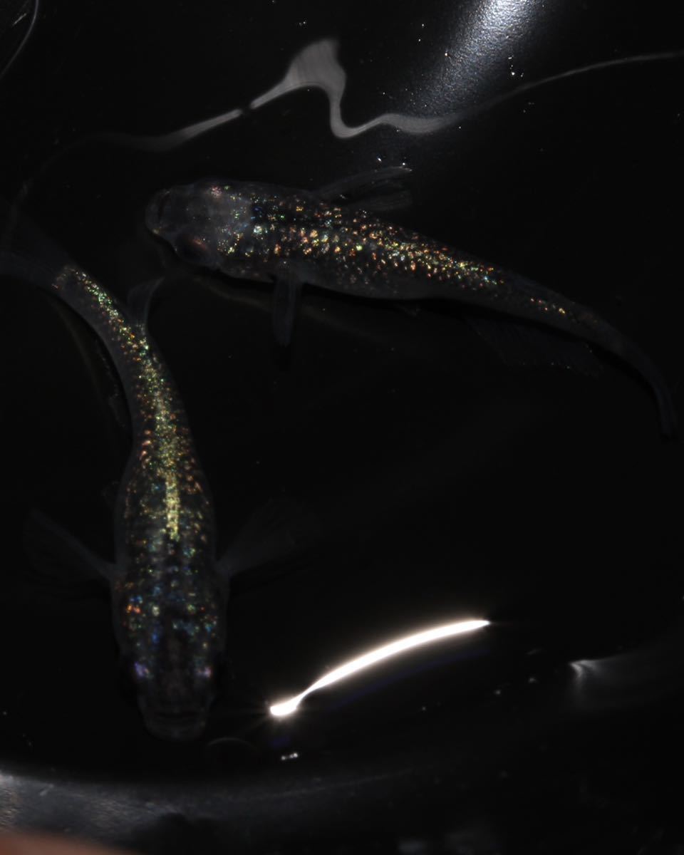 メダカ 尚王 入荷しました