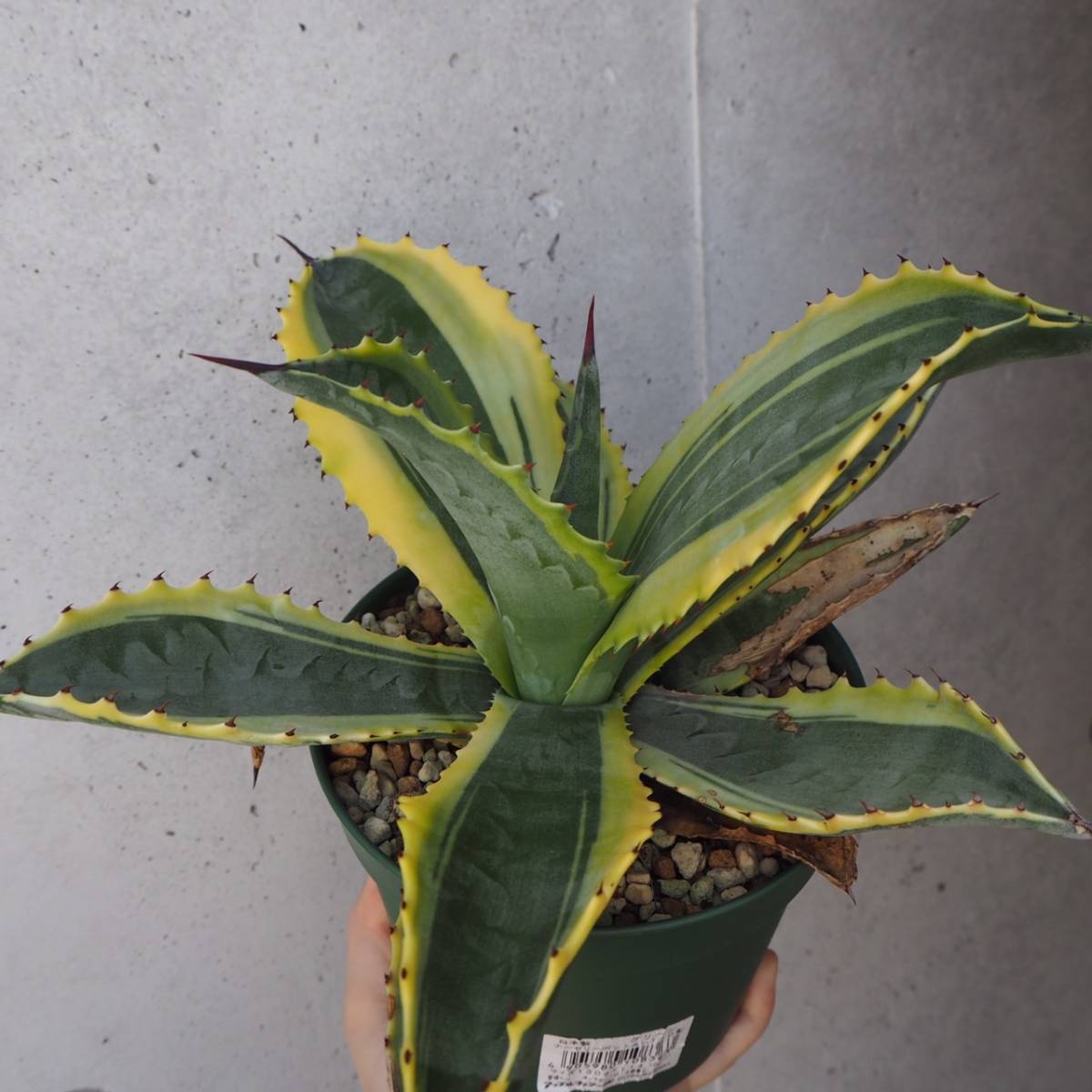 r1058515213.4