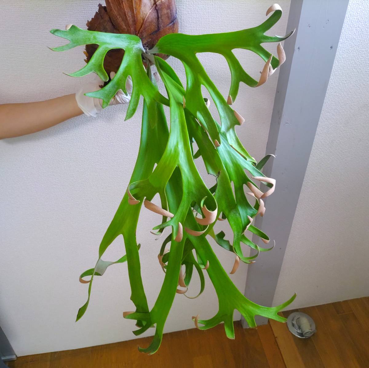 ☆1円スタート☆087 ビカクシダ 植物☆Platycerium willinckii 'Finger Dancer'(プラティケリウム リドレイ)Kintamani/麋角羊歯