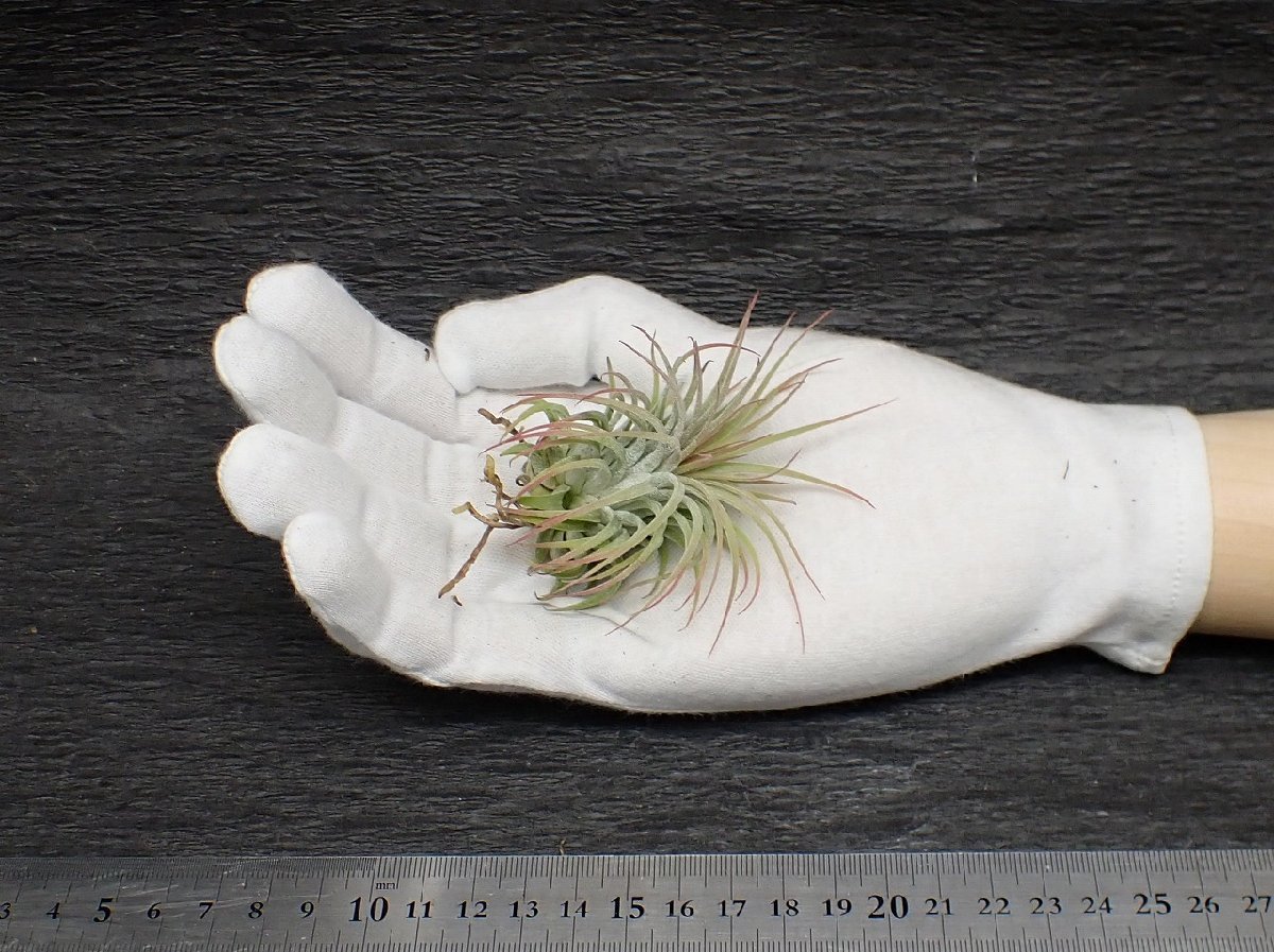 Tillandsia Ionantha Dark Flower Form Purple Rubra イオナンタ チランジア ルブラ 自家産 黒花 21人気新作 Rubra