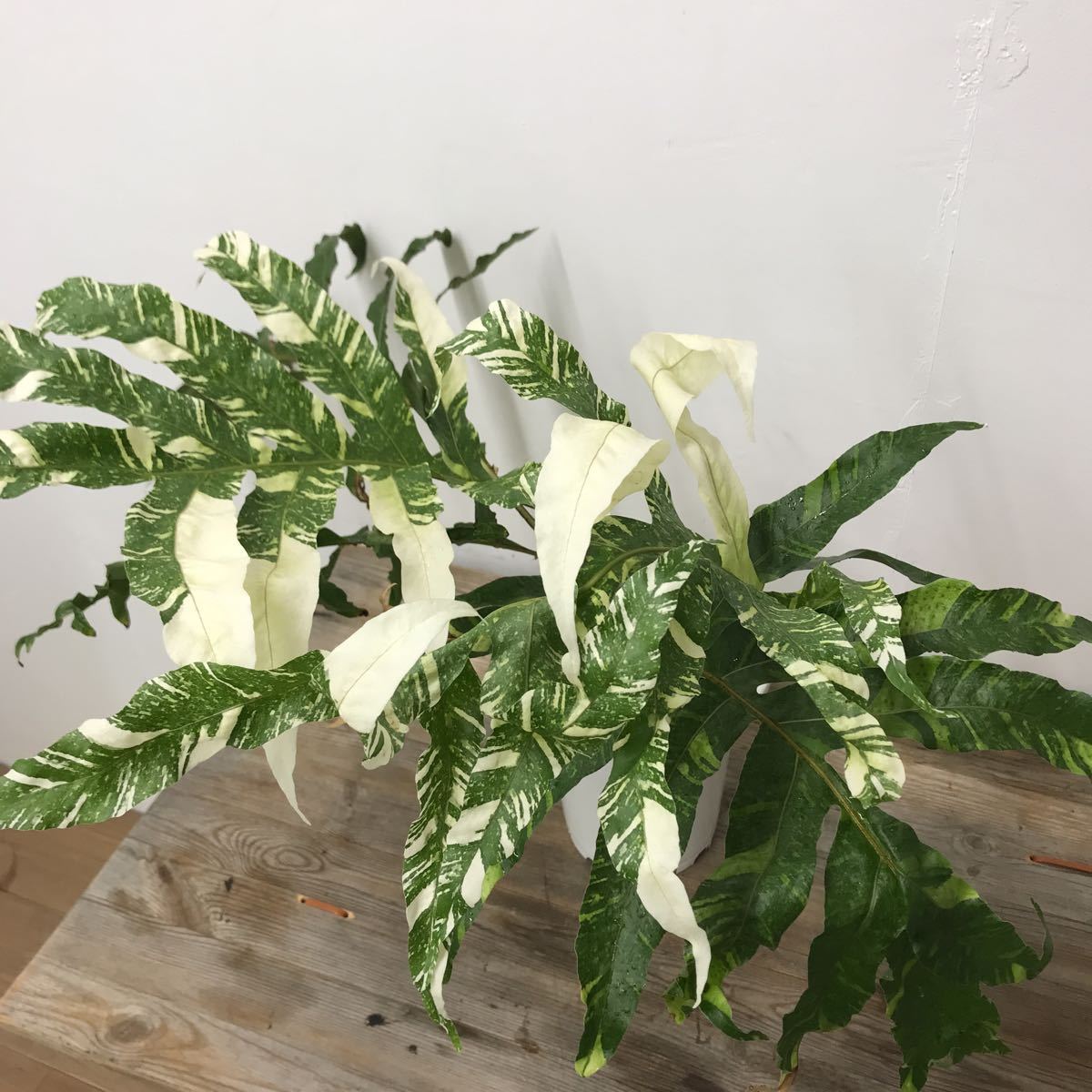 ドリナリア・クエルシフォリア・バリエガータ Drynaria quercifolia