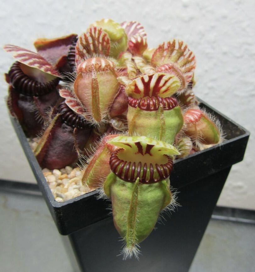 最終] Cephalotus follicularis Big Mouth Original From Kai Becker