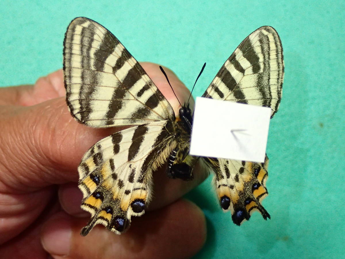 国産蝶標本 ギフチョウ（イエローテイル） A－♀ 長野県・下水内郡