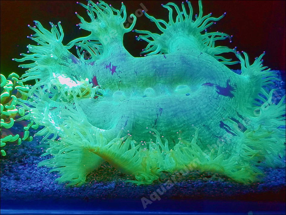 ビクール D５７ トランペットコーラル １５ｃｍ前後 海水魚 売買されたオークション情報 Yahooの商品情報をアーカイブ公開 オークファン Aucfan Com