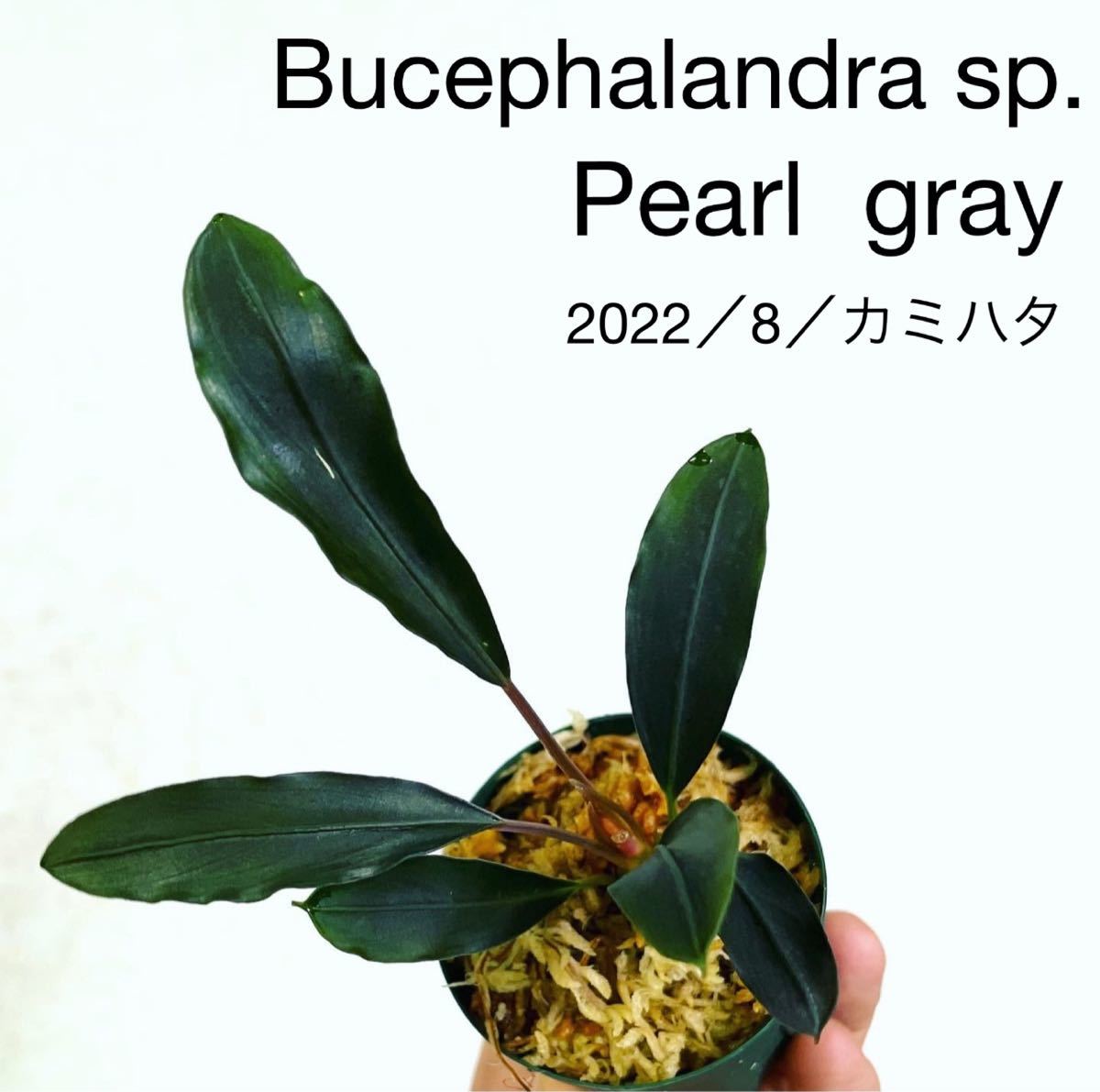 Bucephalandra Pearl Grey gray TB | sp. 水草 Yahoo!オークション Aquatic - ペット用品 ⁕ TB便Bucephalandra Tanks Aquatics