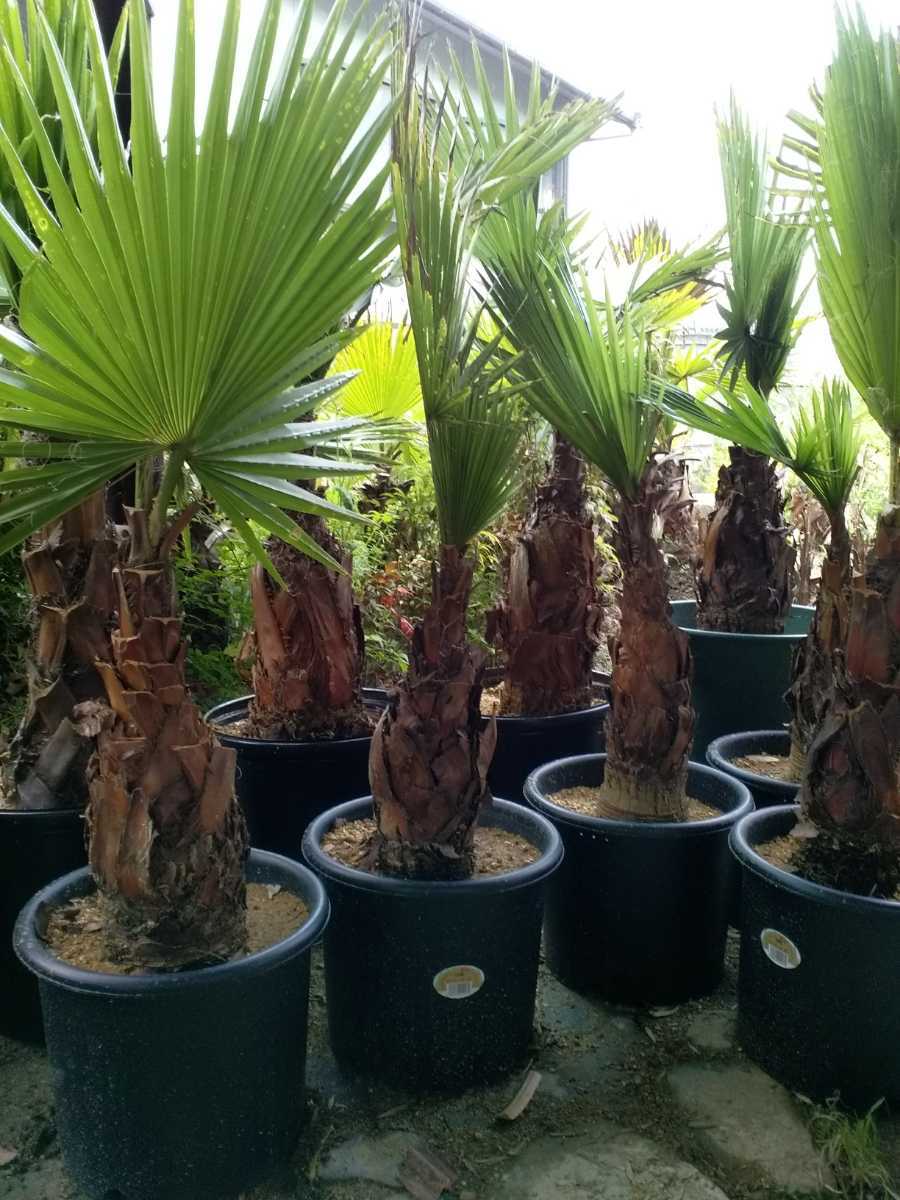 セール 特集 現品 ワシントンヤシ ワシントニア 根巻株02 Fucoa Cl