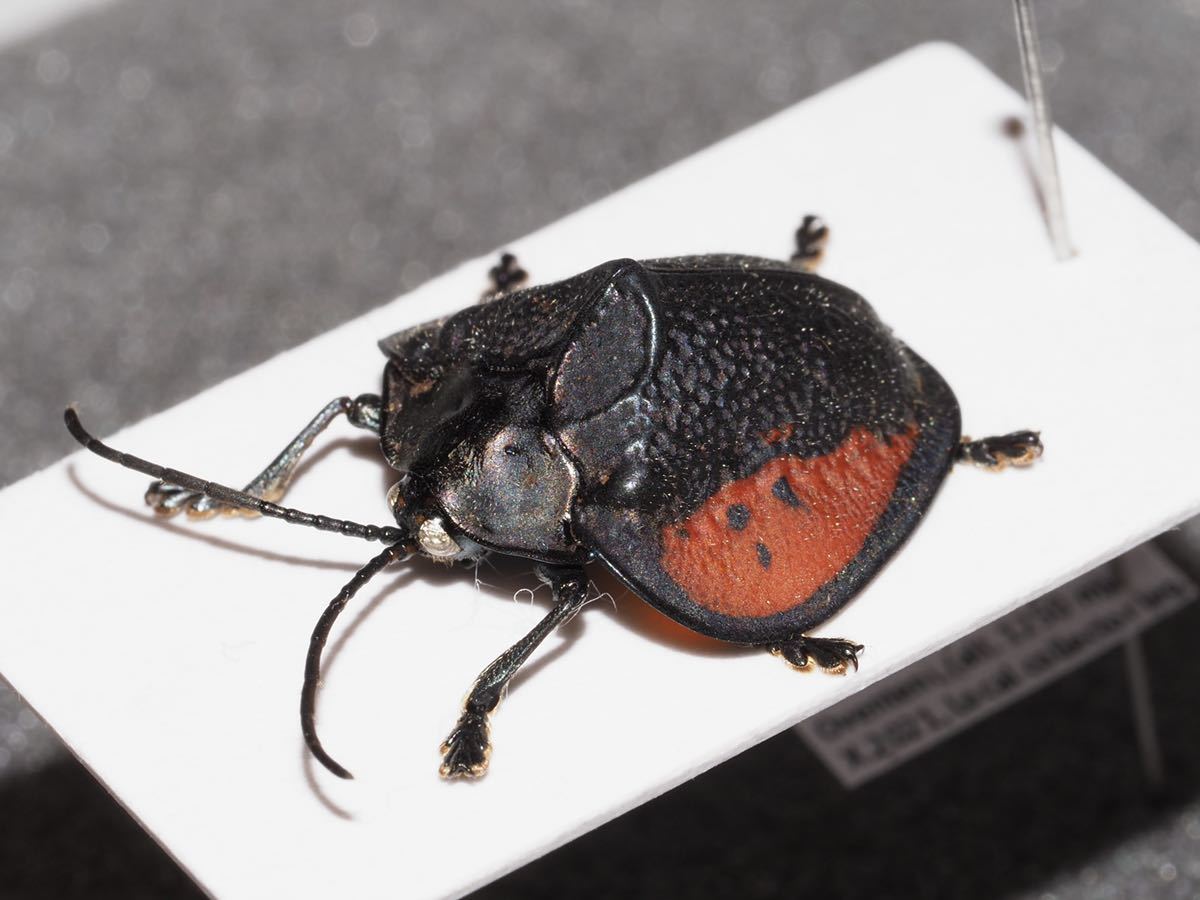 Discomorpha ブローチハムシ sp. 紋がほぼ消失した変異 ⁄ cf ブローチ