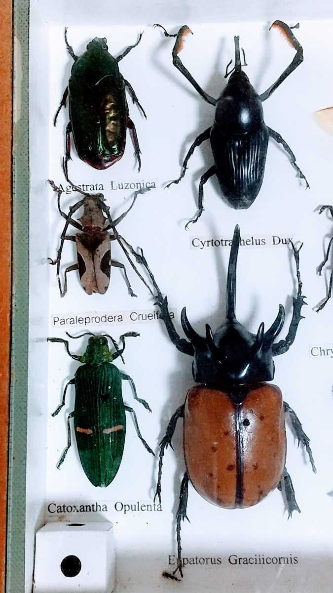 昆虫 標本 額装 カブトムシ クワガタ カミキリ 珍種？ 現状出品(虫類