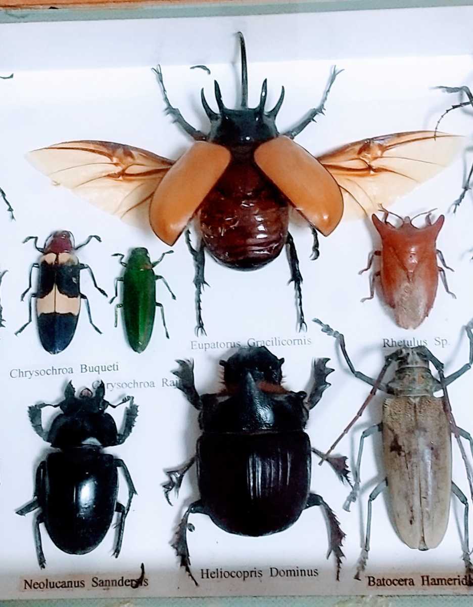昆虫 標本 額装 カブトムシ クワガタ カミキリ 珍種？ 現状出品(虫類