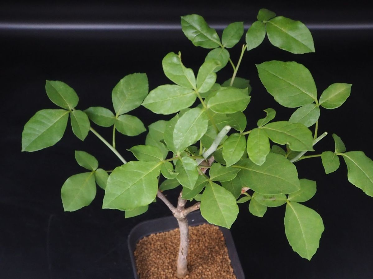 RR_コミフォラ・エデュリス　香りの良いコーデックス・プランツ/Commiphora edulis/1株/2020輸入種子実生苗/検索用→エイル　ミルラ