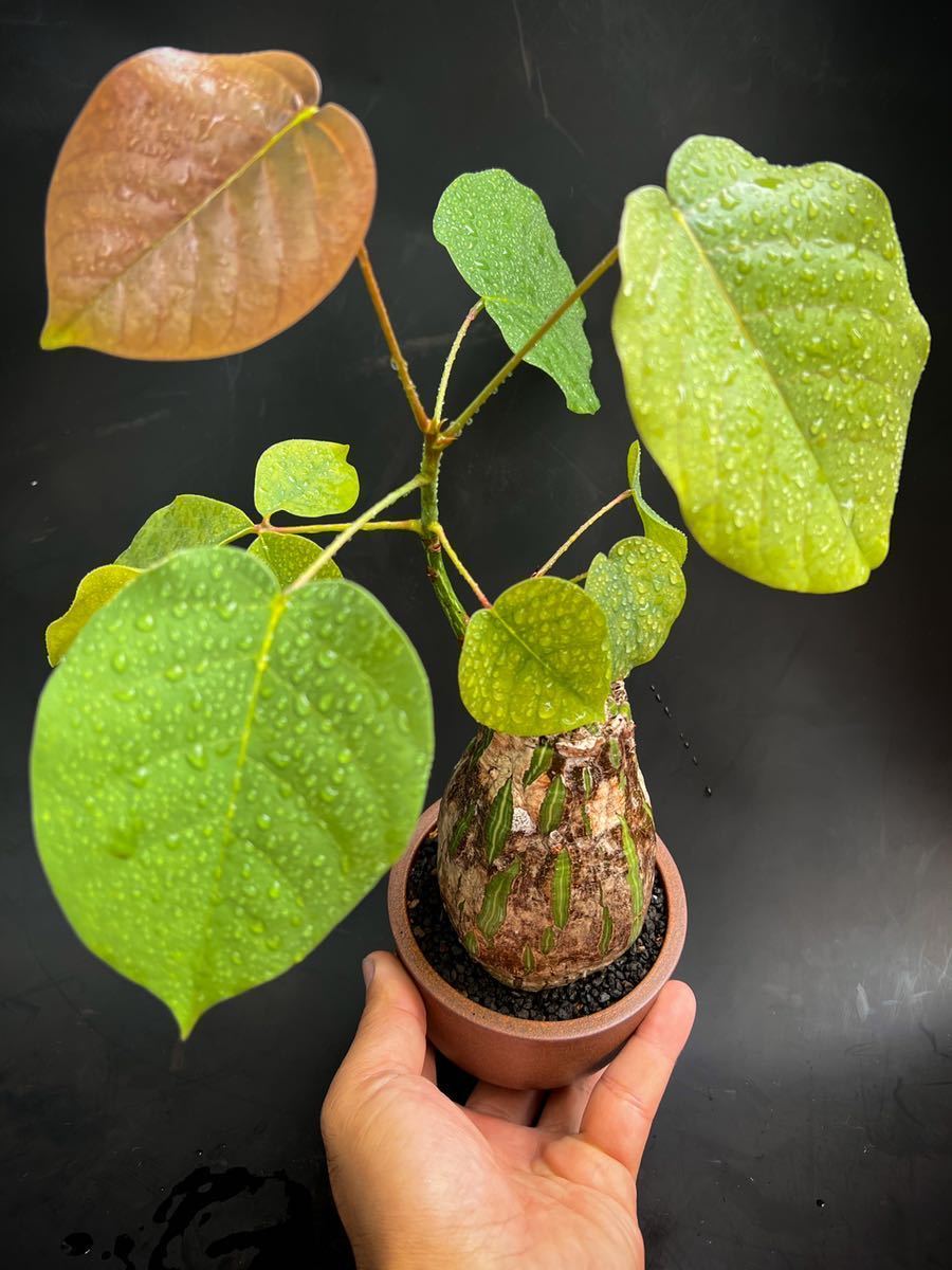 Wf-特選728 観葉植物 実生 Pseudobombax ellipticum / プセウド ボン