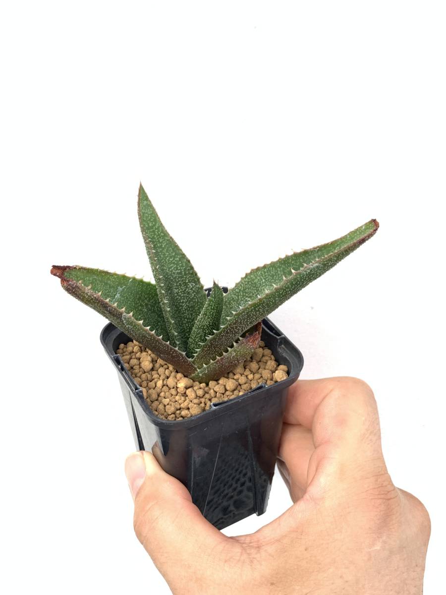 アロエ ソーンクロフティ［自家採種実生苗］ 花、園芸 観葉植物 【公式