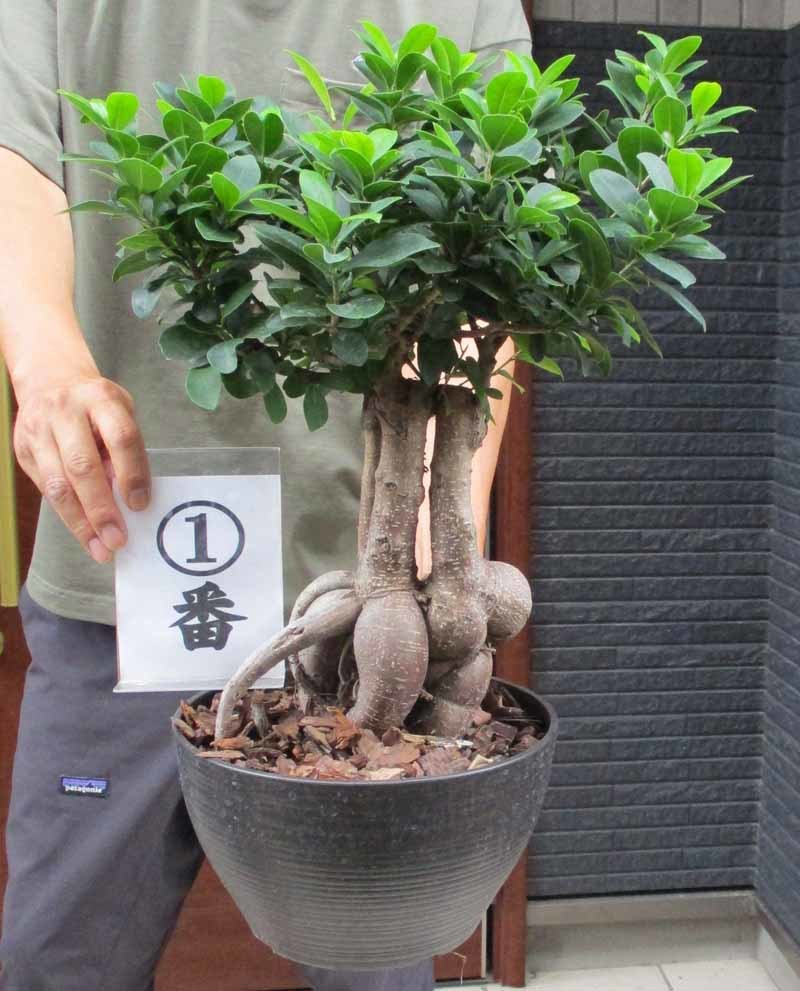 運気up ガジュマルの木 7号 ボタニーバルカボール鉢 ピック付 観葉植物 ガジュマル 多幸の木 Brandsynariourdu Com