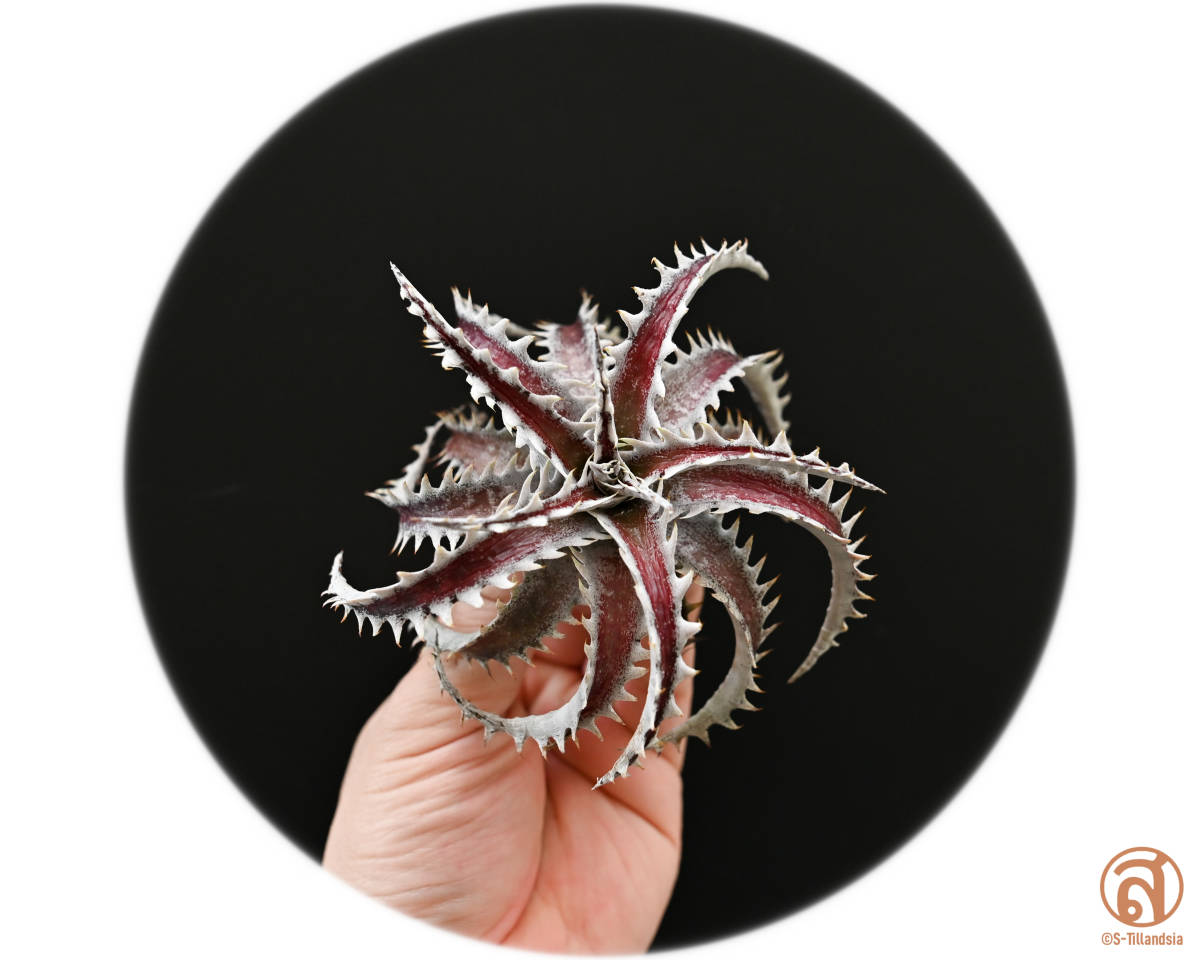 Dyckia x and 'Arizona Hell' & 40' 'Route ディッキア ('Heaven S