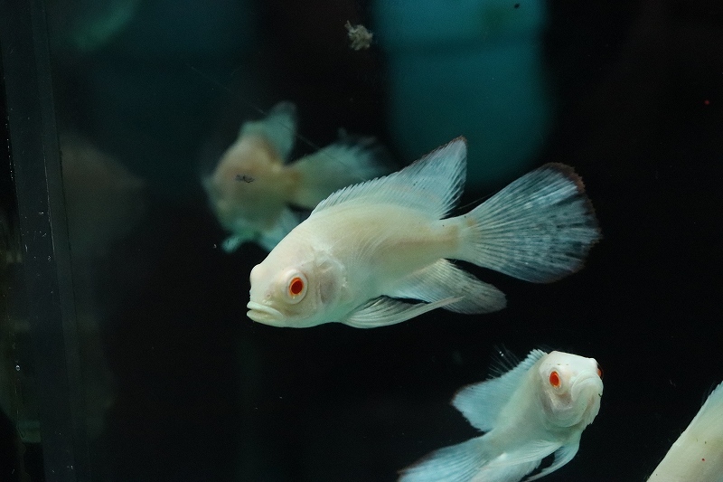 淡水魚 レア種 ロングフィン アルビノパターンレスオスカー 1匹 サンプル画像 5cm 大型魚 淡水魚 売買されたオークション情報 Yahooの商品情報をアーカイブ公開 オークファン Aucfan Com
