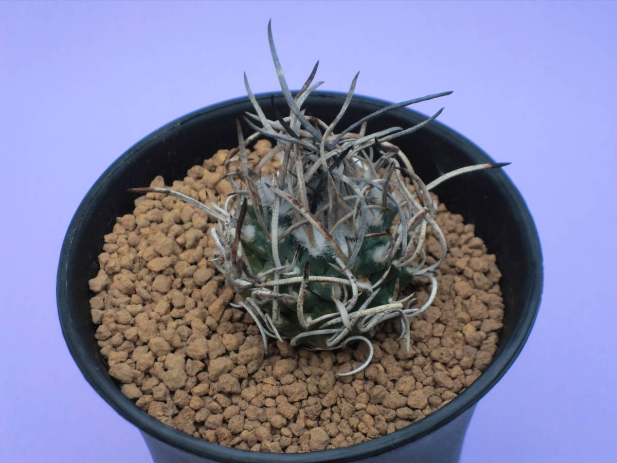 昇竜丸 サボテン ツルビニカルプス 多肉植物 - 公式通販 Yahoo 